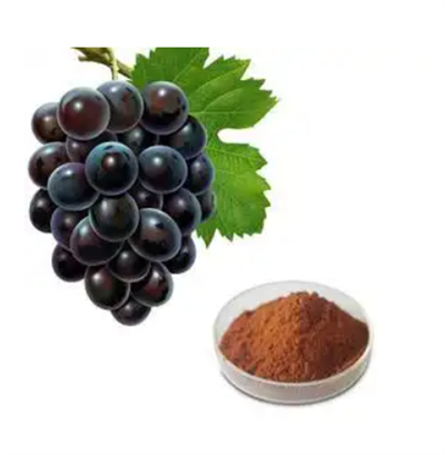 Meilleure poudre d'extrait de pépins de raisin
