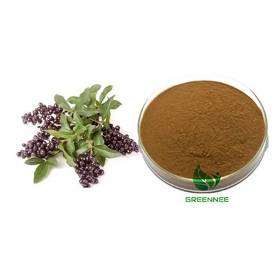 Extrait de fruit de troène brillant 10 : 1 à 200 : 1