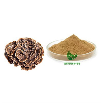 Poudre de champignons de la queue de dinde